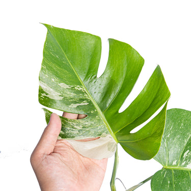 Monstera Albo Variegated