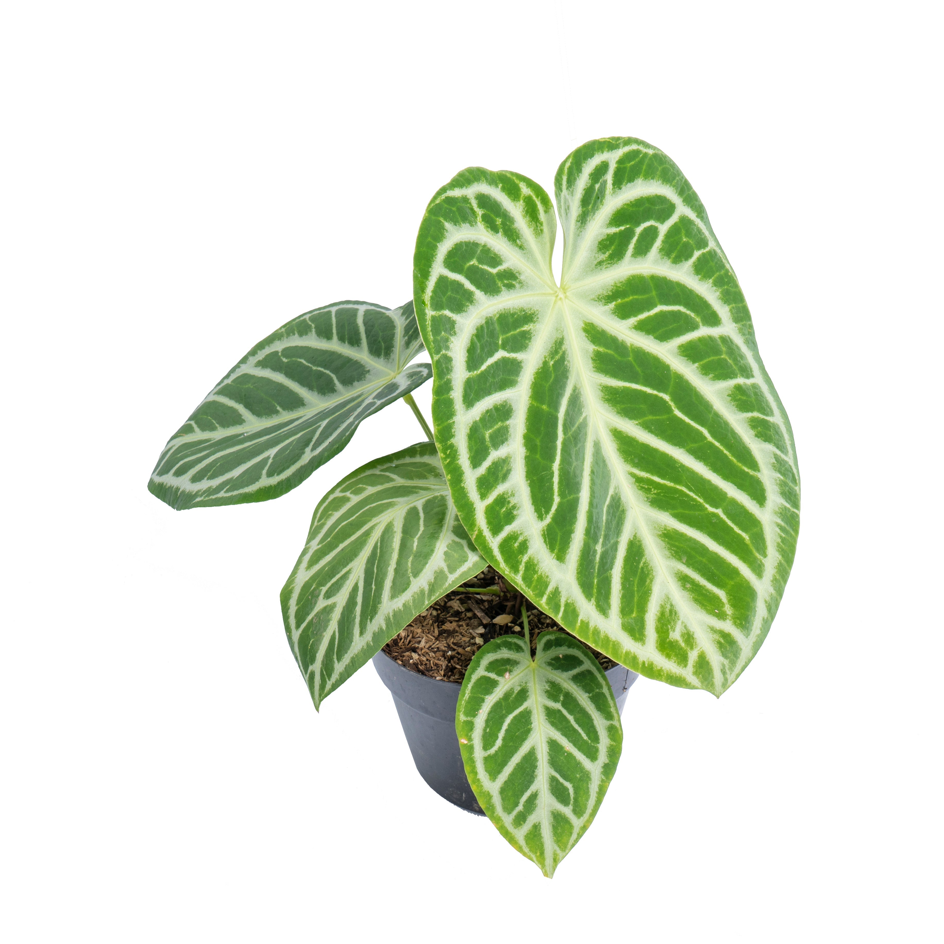 anthurium silver blush mature Anthurium Silver Blush