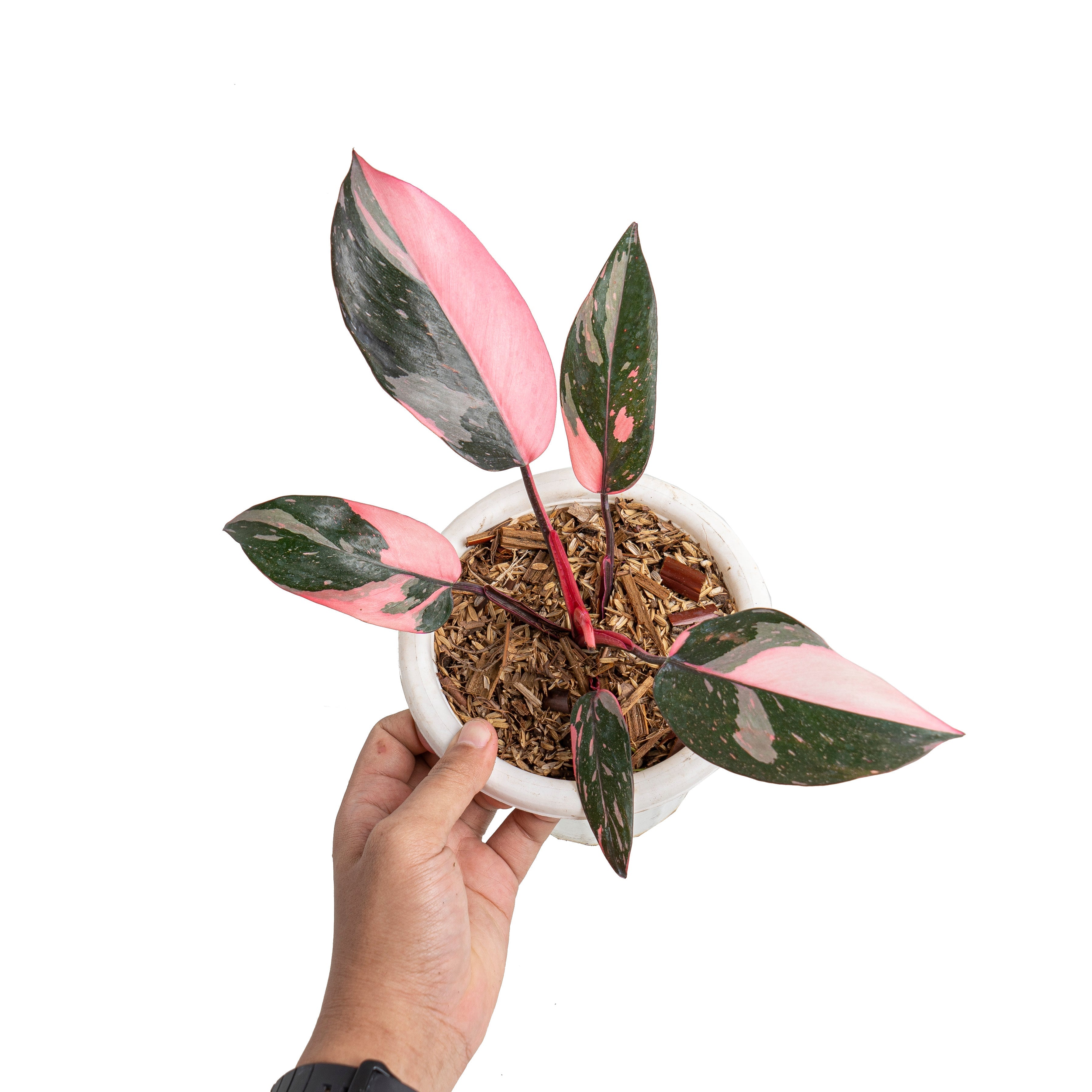 philodendron black cherry princess Philodendron pink princess black cherry – Plantstop.us
