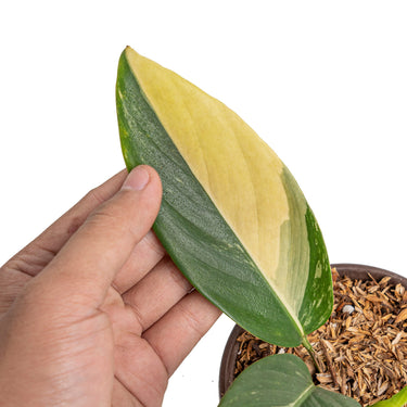 Scindapsus rupestris aurea variegated