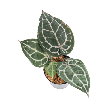 Anthurium 'Michelle' (Doc Block) - Plantstop.us