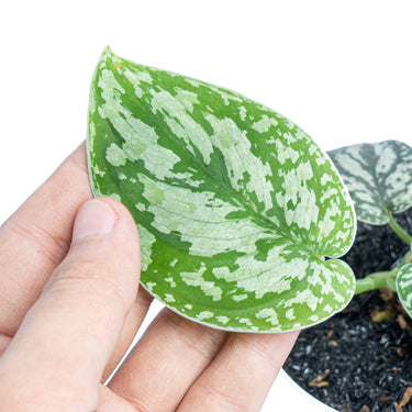 Scindapsus Three Color - Aroidmarket