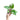 Philodendron White Knight