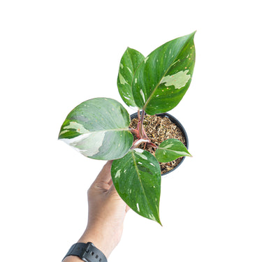Philodendron White Knight