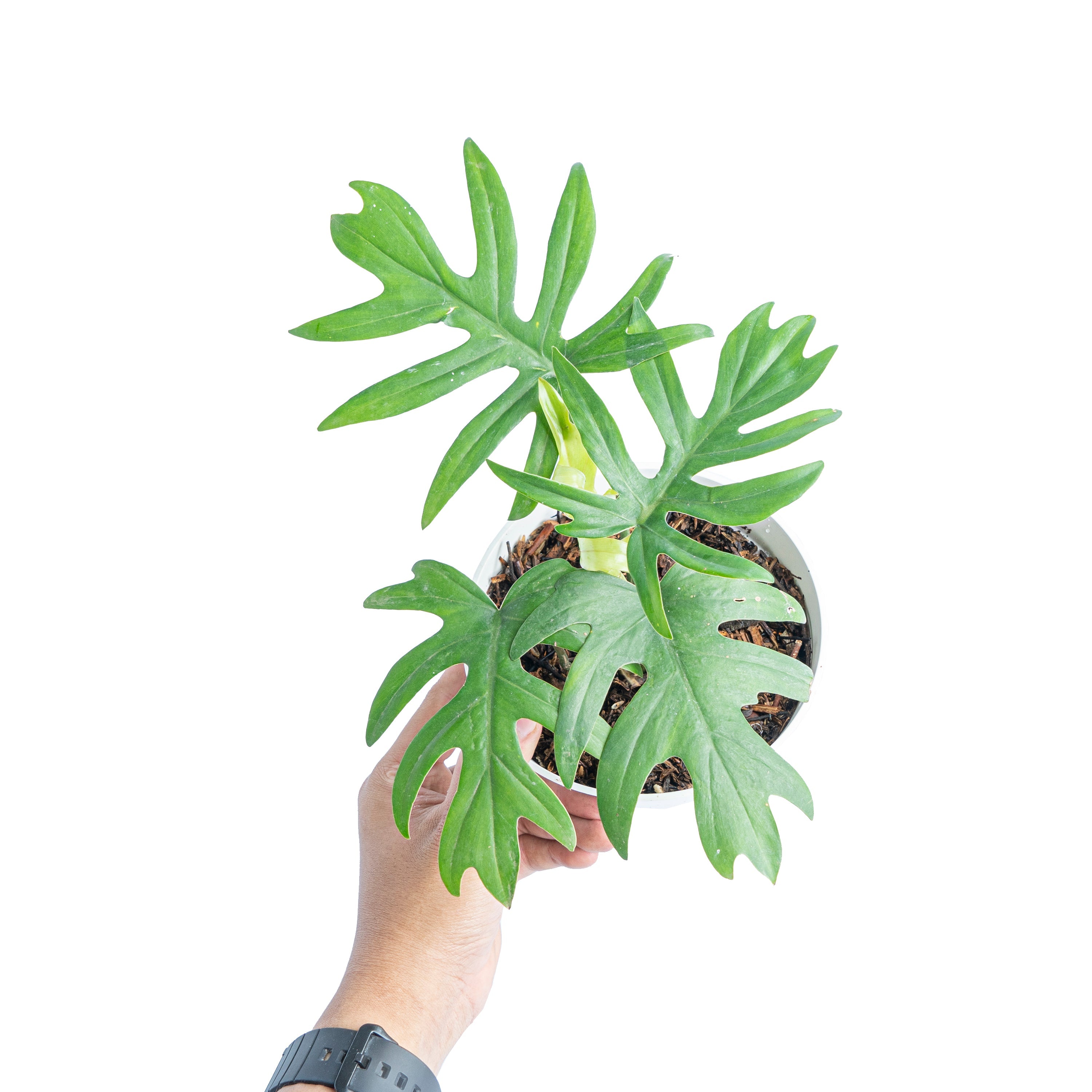 buy philodendron mayoi Philodendron Mayoi – Plantstop.us