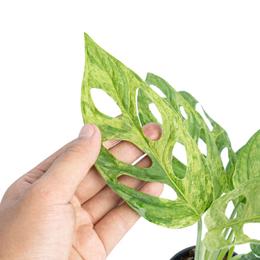 Monstera Adansonii Variegated (INA)