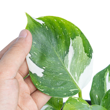Philodendron White Wizard