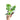 Philodendron White Wizard