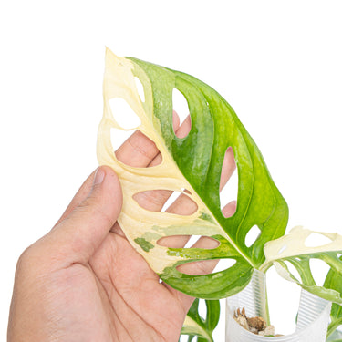 Monstera Adansonii Variegated - Mature size - Aroidmarket