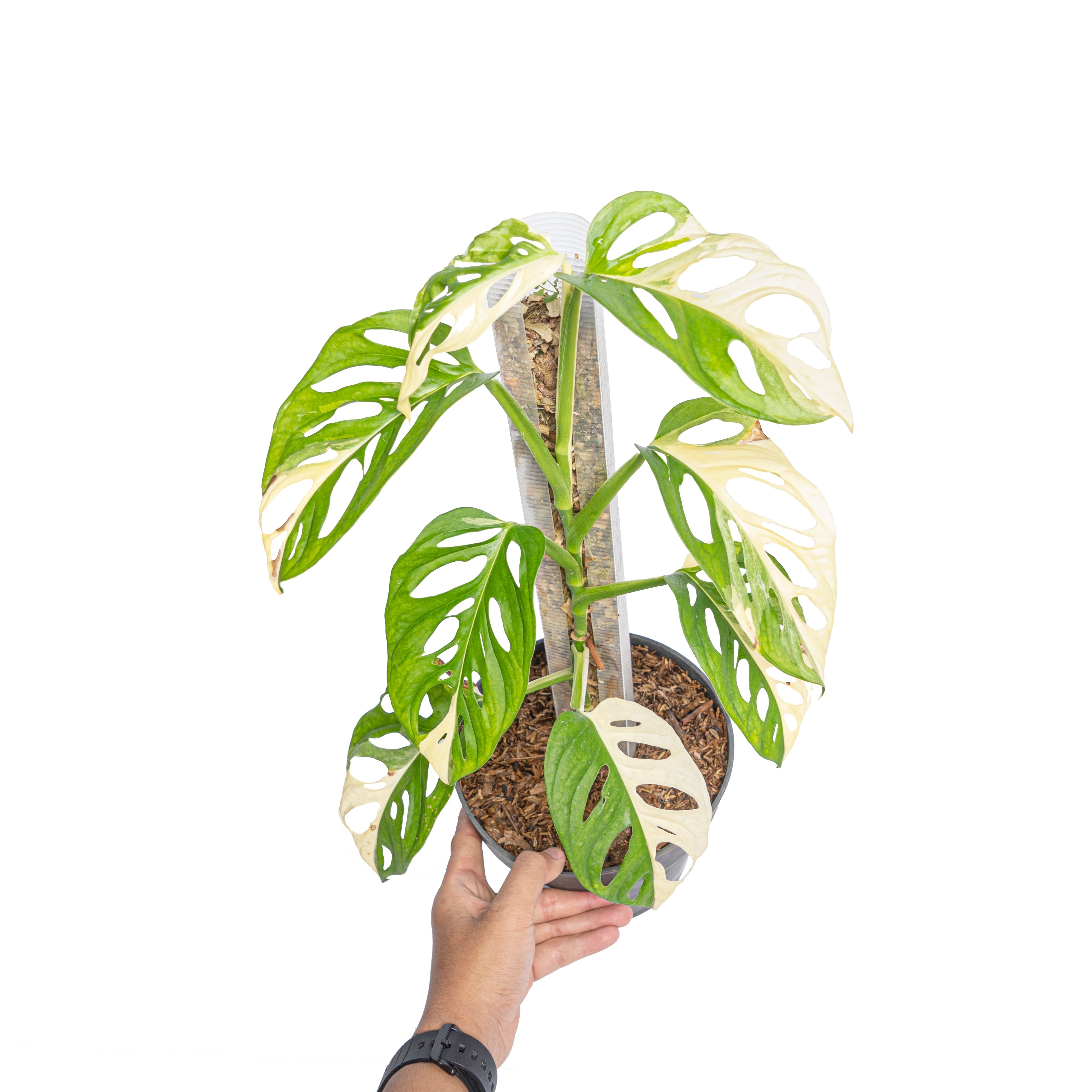 variegated monstera adansonii for sale Monstera adansonii Variegated