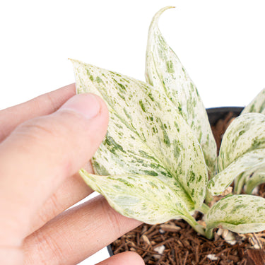 Scindapsus jade satin mutation variegated - Aroidmarket