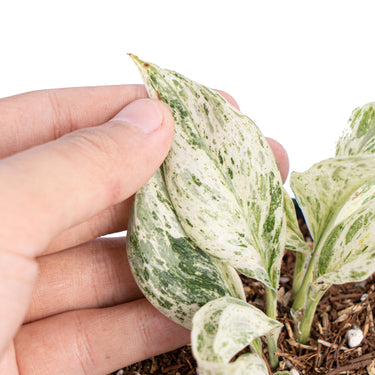 Scindapsus jade satin mutation variegated - Aroidmarket