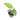 Scindapsus green army - Aroidmarket