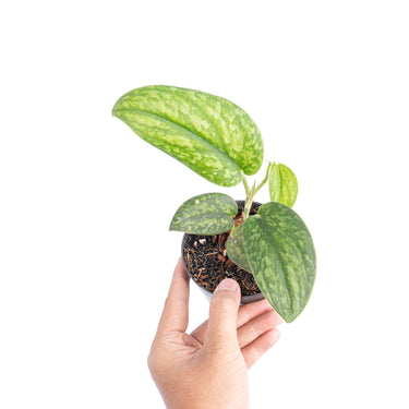 Scindapsus green army - Aroidmarket