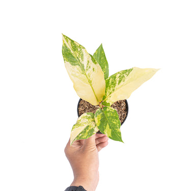 Anthurium red brownii x garuda variegated - Aroidmarket
