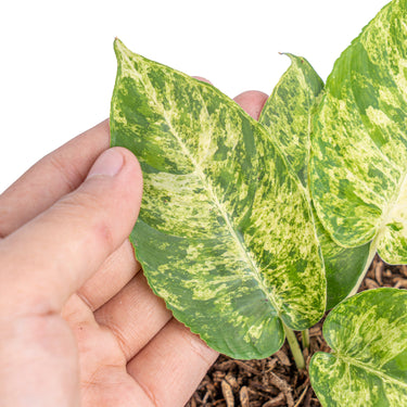 Homalomena aurea variegated Sp Borneo - Aroidmarket