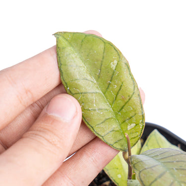 Hoya sp. gunung gading - Aroidmarket