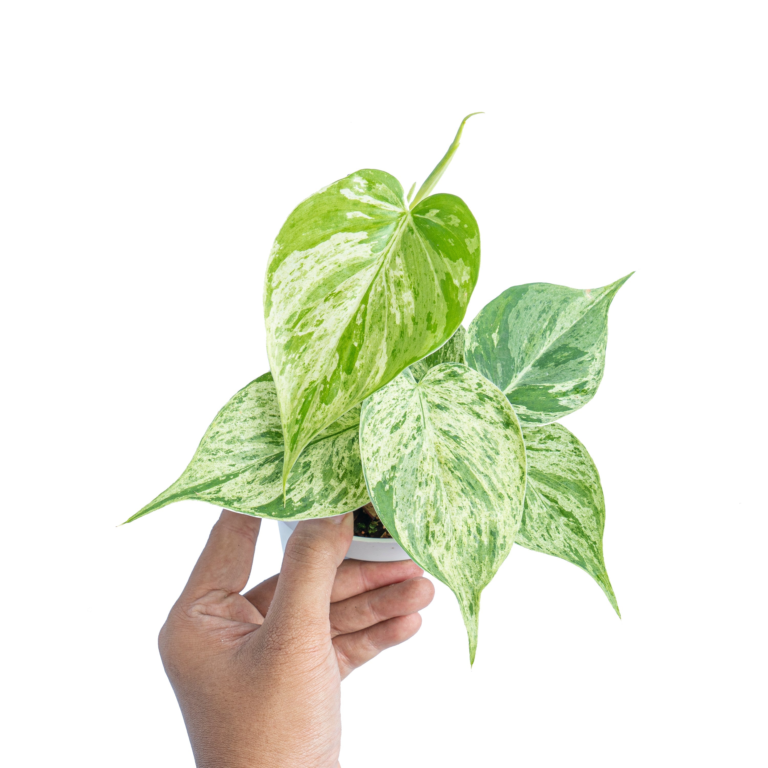 philodendron hederaceum variegata PHILODENDRON HEDERACEUM VARIEGATED