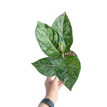 Aglaonema red army - Plantstop.us