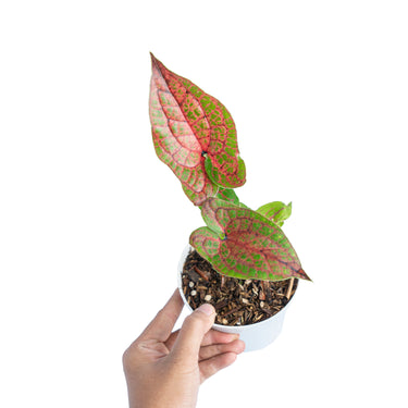 Cyrtosperma johnstonii - Plantstop.us
