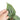 Anthurium luxurians x dorayaki - Plantstop.us