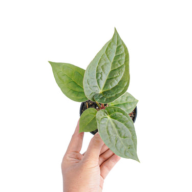 Anthurium luxurians x dorayaki - Plantstop.us