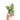 Anthurium luxurians x dorayaki - Plantstop.us