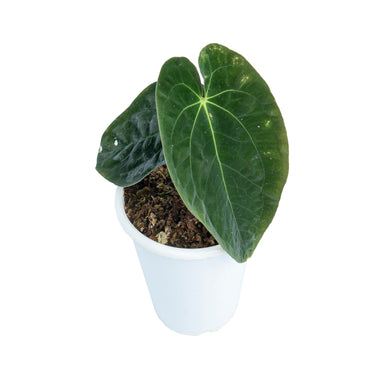 Anthurium papillilaminum - Plantstop.us