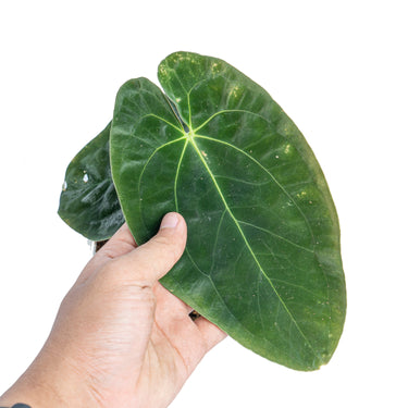 Anthurium papillilaminum - Plantstop.us