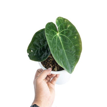 Anthurium papillilaminum - Plantstop.us