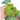 Philodendron gloriosum white veins - Plantstop.us