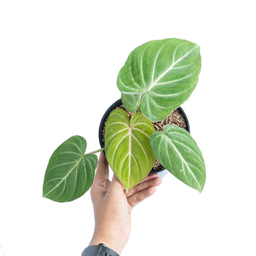 Philodendron gloriosum white veins - Plantstop.us