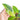 Philodendron avocado shake