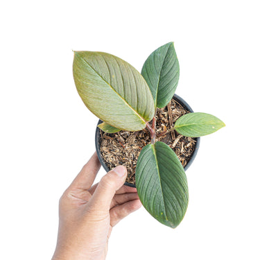 Homalomena red thrick Sp Sumatra - Plantstop.us