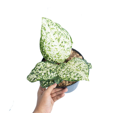 Aglaonema morodoklok - Plantstop.us