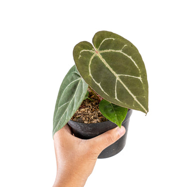Anthurium hu x portillae - Plantstop.us