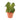 Anthurium clarinervium hybrid