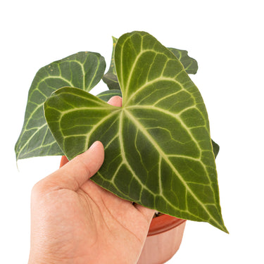 Anthurium clarinervium hybrid