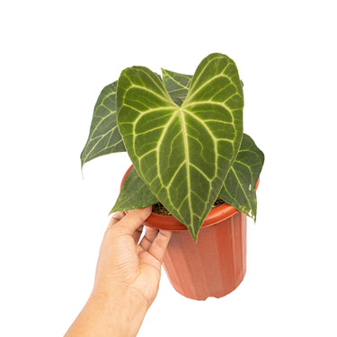 Anthurium clarinervium hybrid