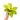 Philodendron moonlight variegated