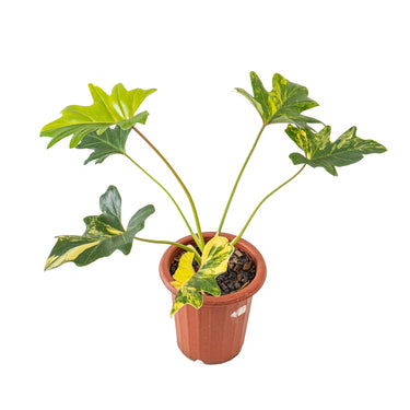 Thaumatophyllum Java Beauty