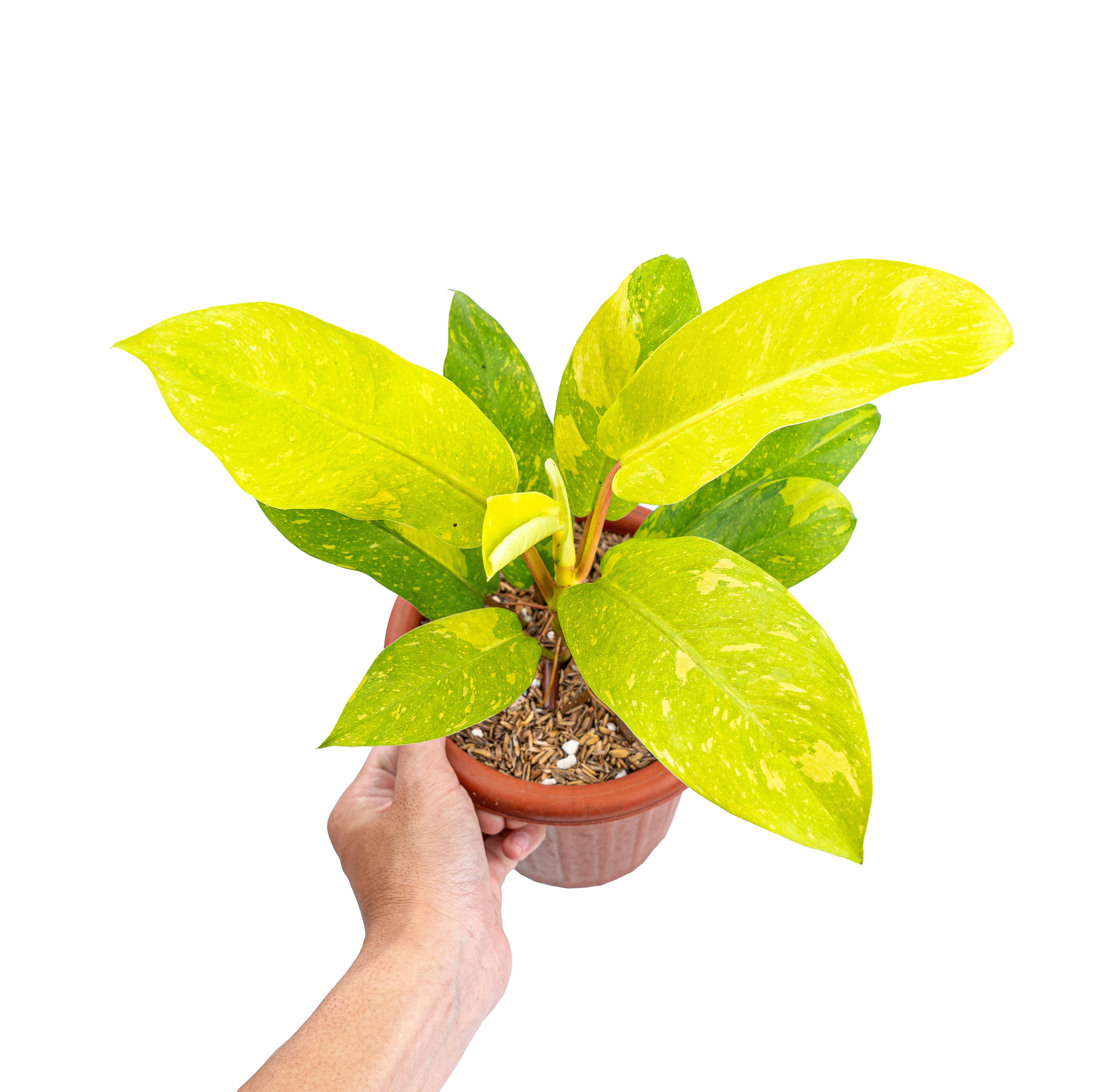 sunrise philodendron Philodendron 'Thai Sunrise' Variegated (wk6-D)