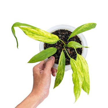 Anthurium vittarifolium variegated - Plantstop.us