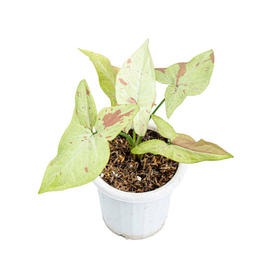 Syngonium Pink Salmon