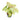 Syngonium Confetti