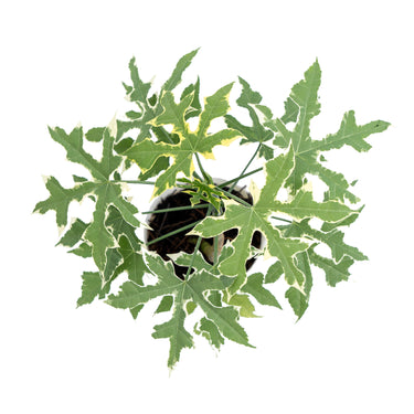 Cnidoscolus Aconitifolius Variegated - Plantstop.us