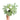 Cnidoscolus Aconitifolius Variegated - Plantstop.us