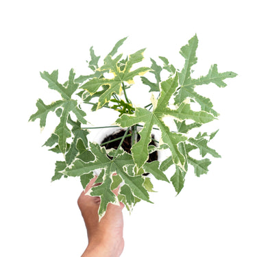 Cnidoscolus Aconitifolius Variegated - Plantstop.us