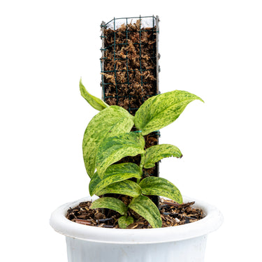 Raphidophora Korsthalsii variegated