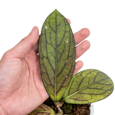 Hoya Sp Tanggamus